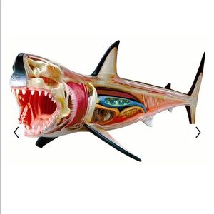 4D Vision Great White Shark Anatomy Model